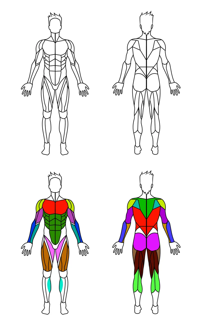 Illustration of fitness male body showing muscles